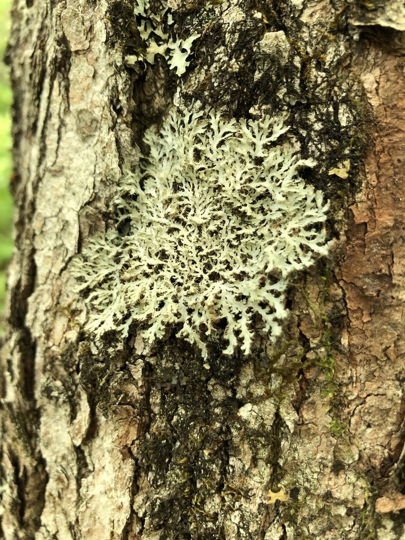 Shield Lichen photo 7