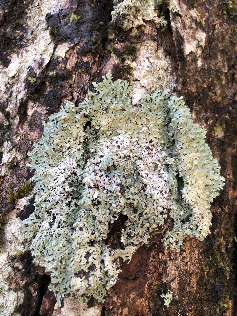 Shield Lichen photo 8