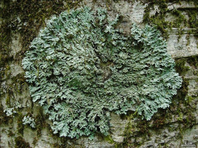 Shield Lichen