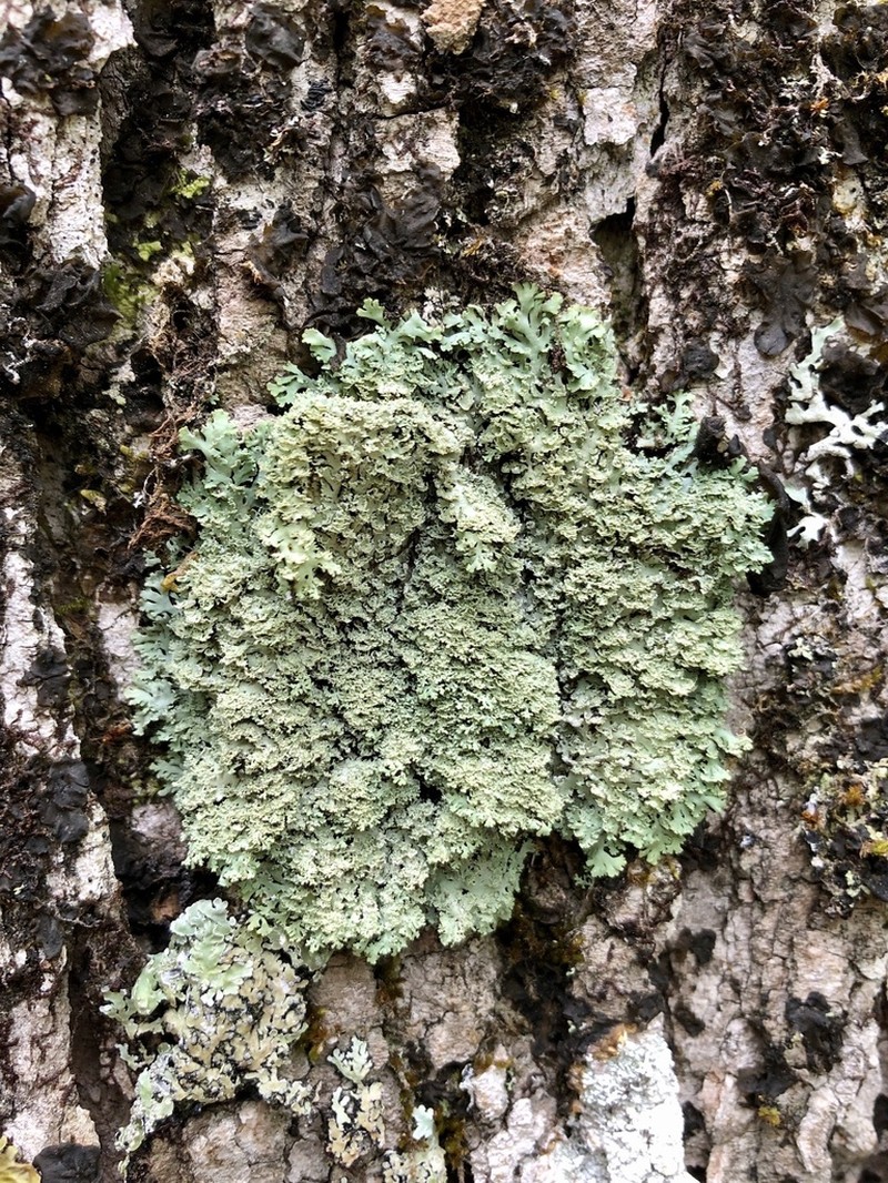 Shield Lichen