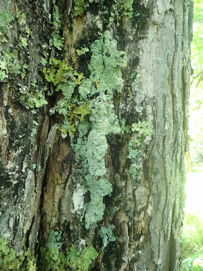 Shield Lichen photo 2