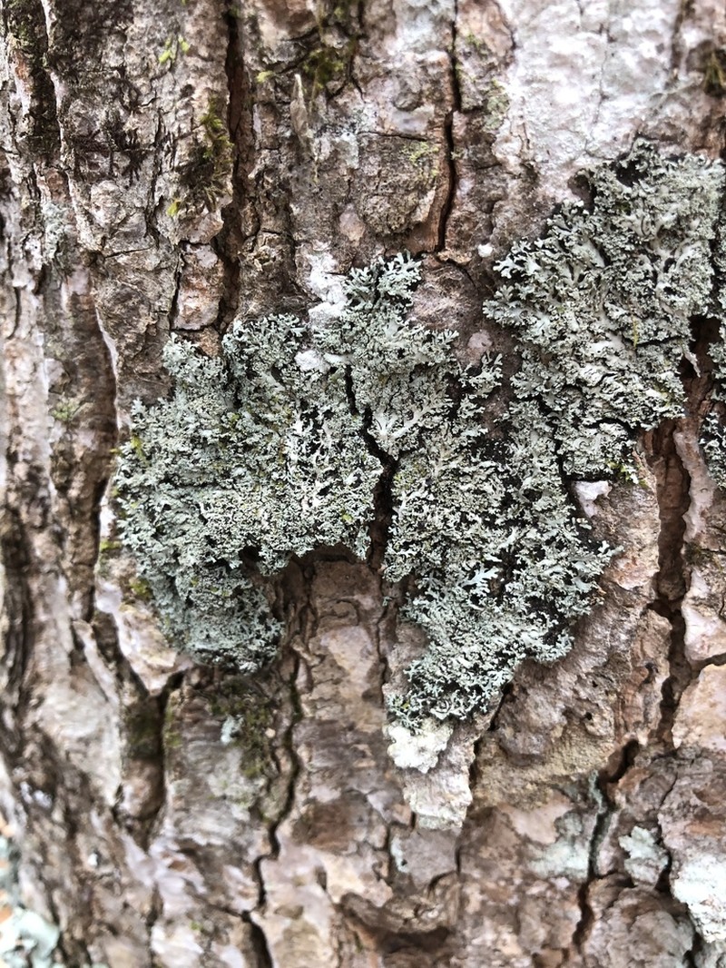 Shield Lichen photo 3