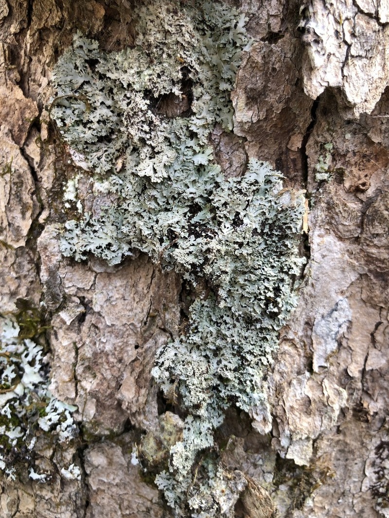 Shield Lichen photo 4