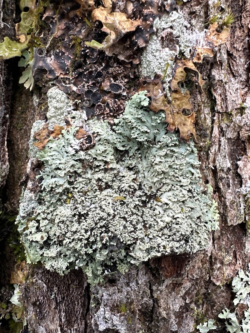 Shield Lichen photo 5