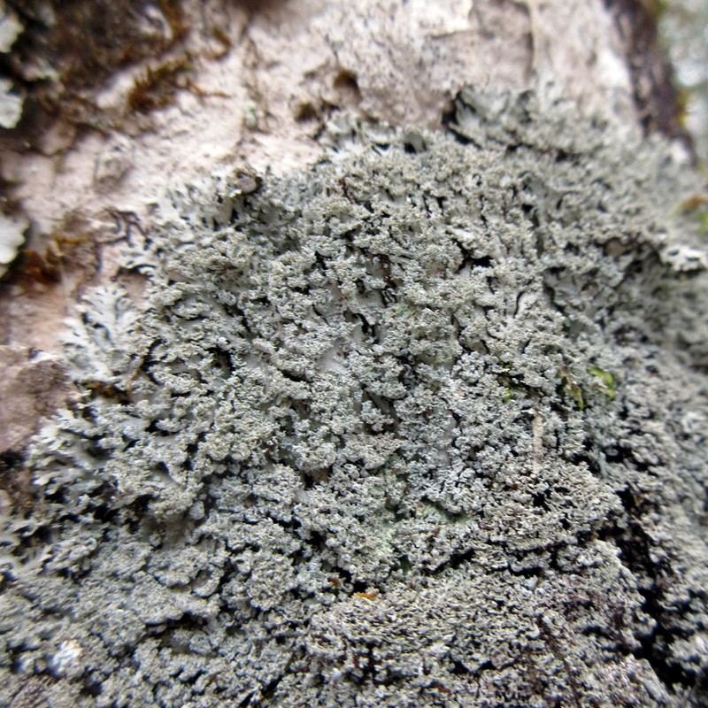 Shield Lichen photo 6