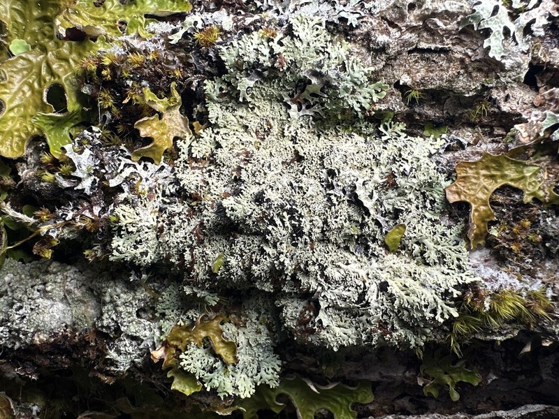 Shield Lichen photo 7
