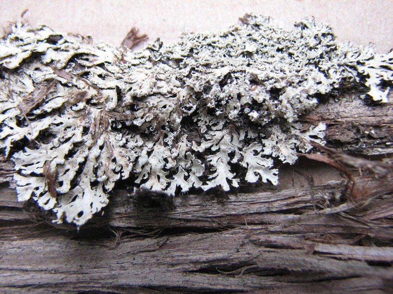 Shield Lichen photo 8