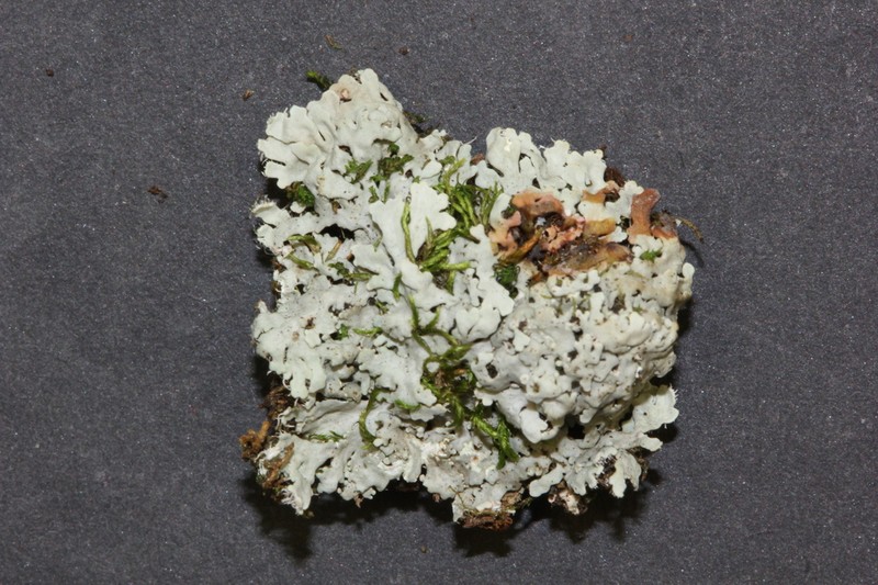 Tropic Shield Lichen