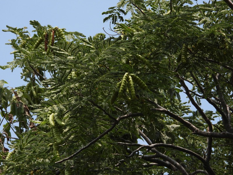 Heteroflorum sclerocarpum photo 2
