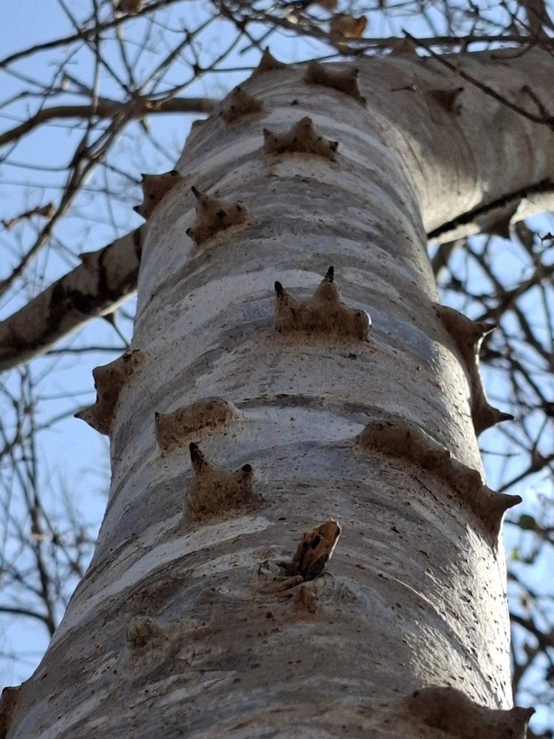 Heteroflorum sclerocarpum photo 3