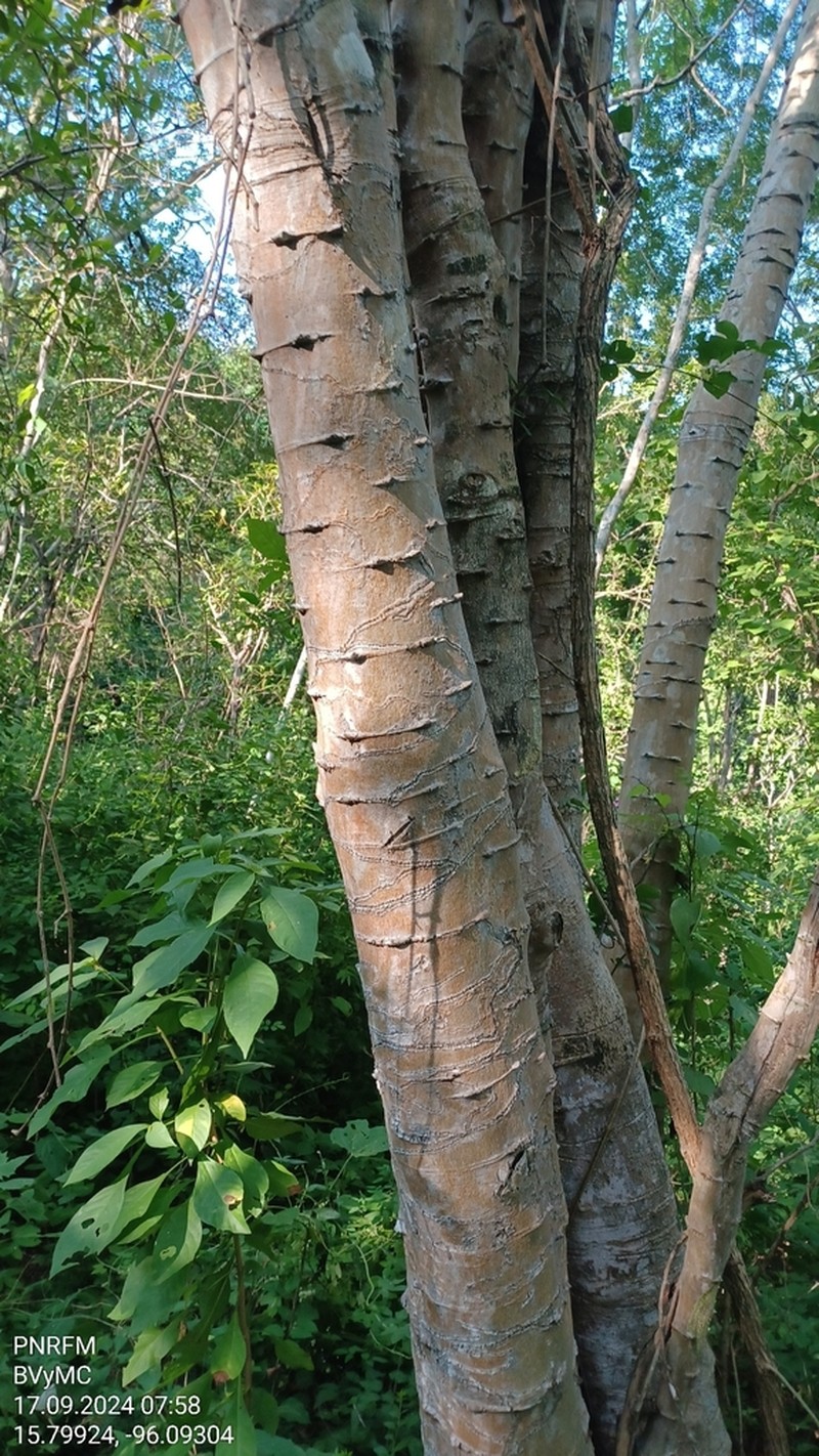 Heteroflorum sclerocarpum photo 4