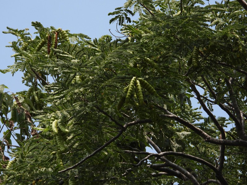 Heteroflorum sclerocarpum photo 5