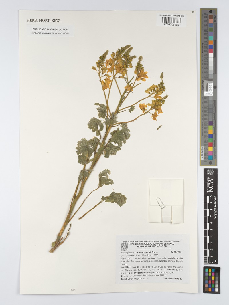 Heteroflorum sclerocarpum photo 6