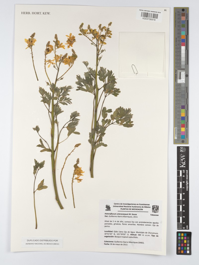 Heteroflorum sclerocarpum photo 7