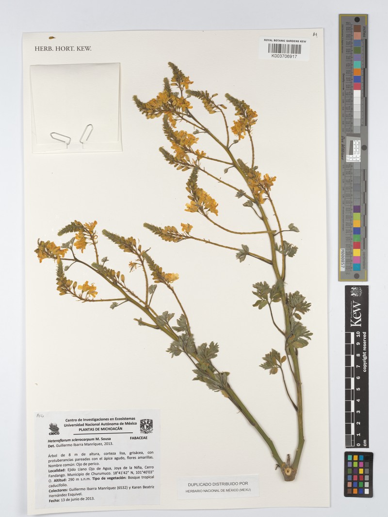 Heteroflorum sclerocarpum photo 8