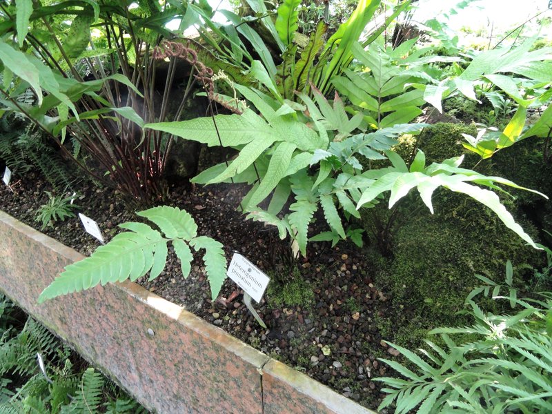 Heterogonium pinnatum