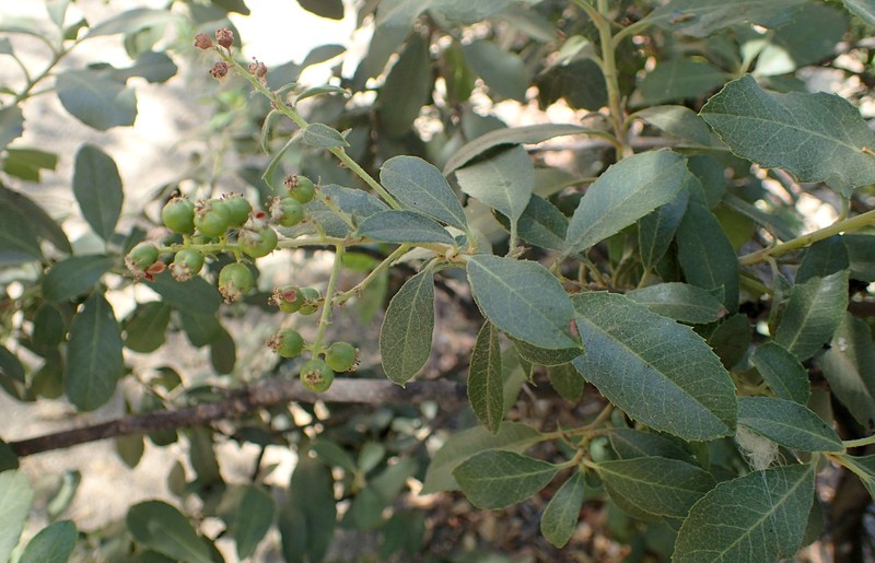 Toyon photo 4
