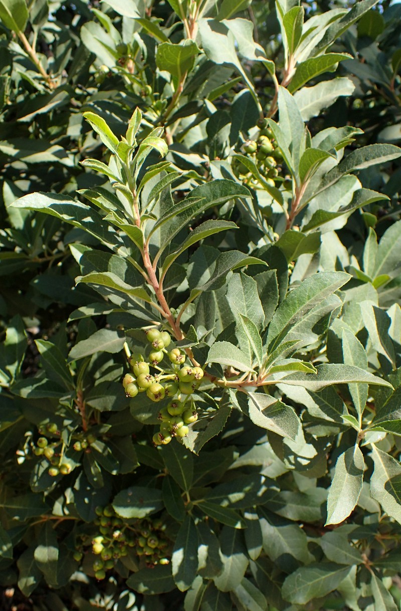 Toyon photo 5
