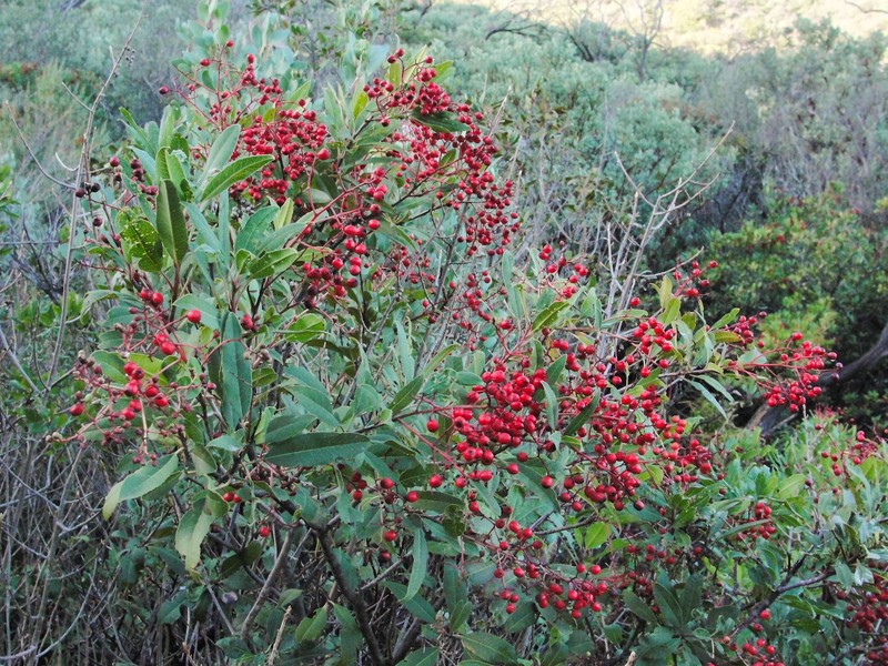 Toyon photo 2