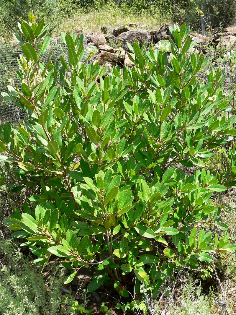 Toyon