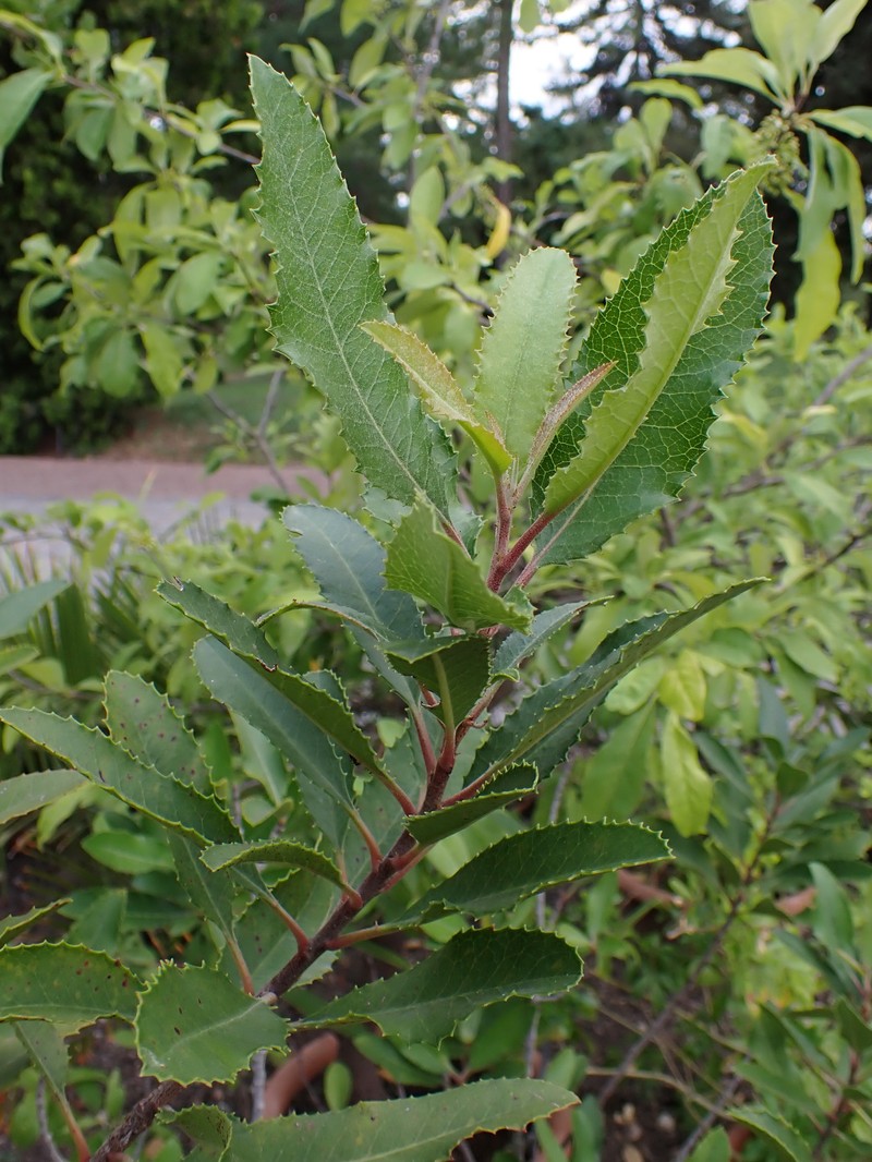 Toyon photo 3