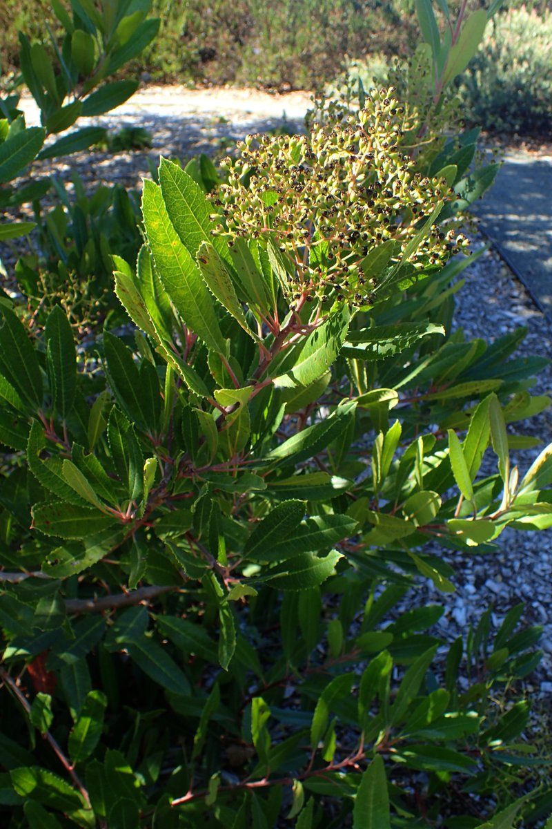 Toyon photo 6