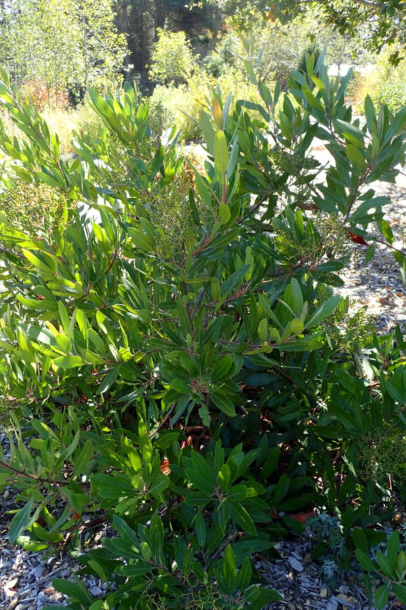 Toyon photo 8