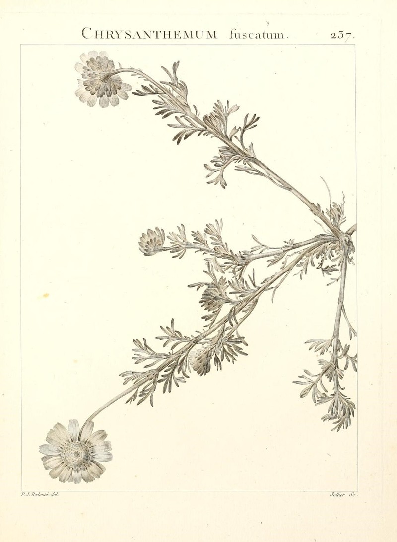 Heteromera fuscata