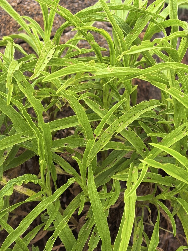 Heteromma krookii