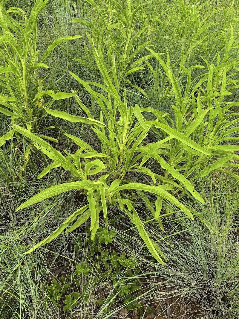 Heteromma krookii photo 2
