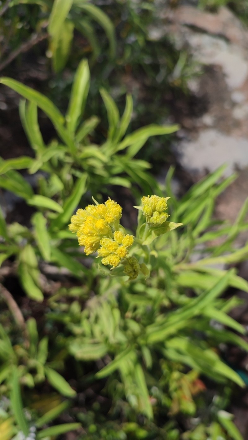 Heteromma krookii photo 3