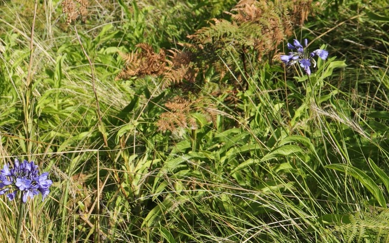 Heteromma simplicifolia