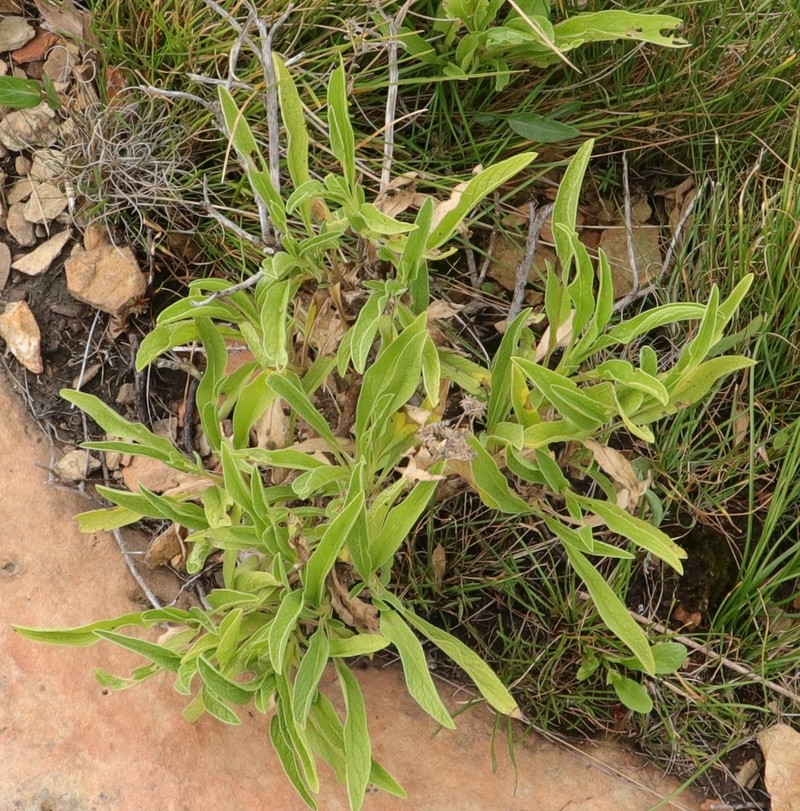 Heteromma simplicifolia photo 2
