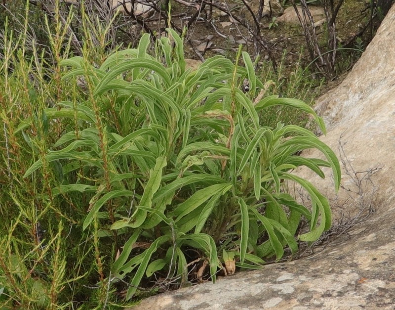 Heteromma simplicifolia photo 3