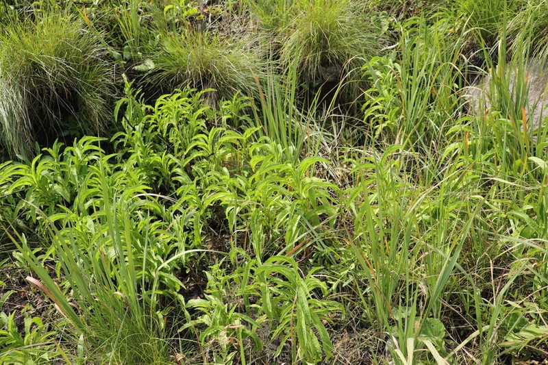 Heteromma simplicifolia photo 4