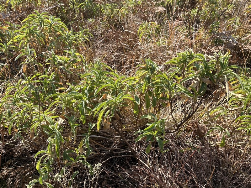 Heteromma simplicifolia photo 5