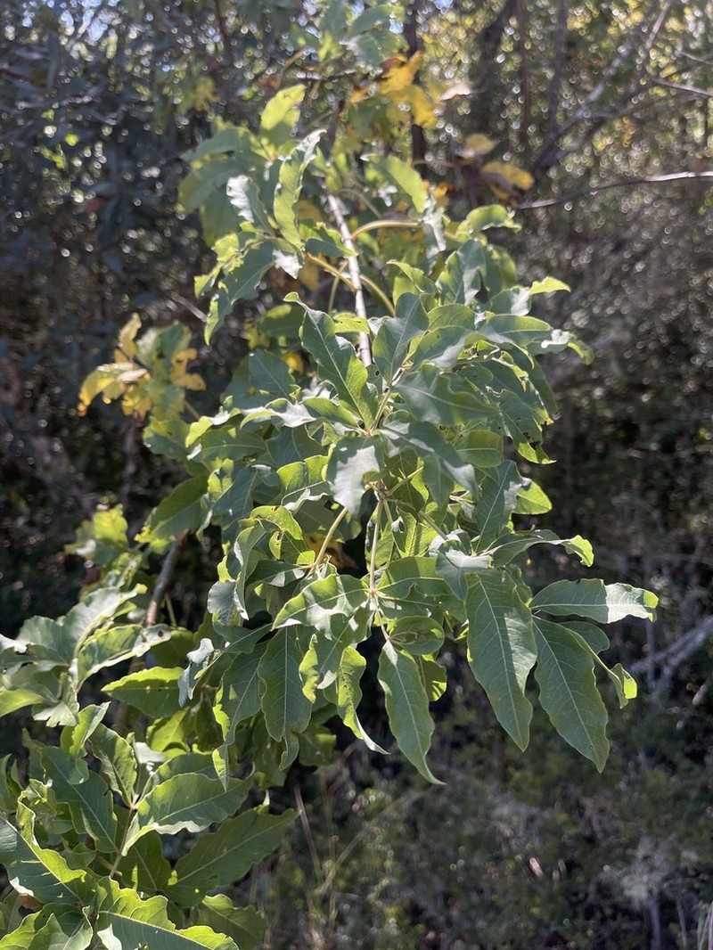 Heteromorpha arborescens