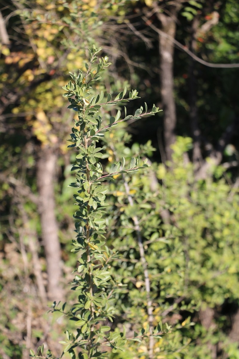 Heteromorpha arborescens photo 2