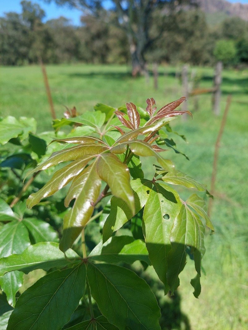 Heteromorpha arborescens photo 3