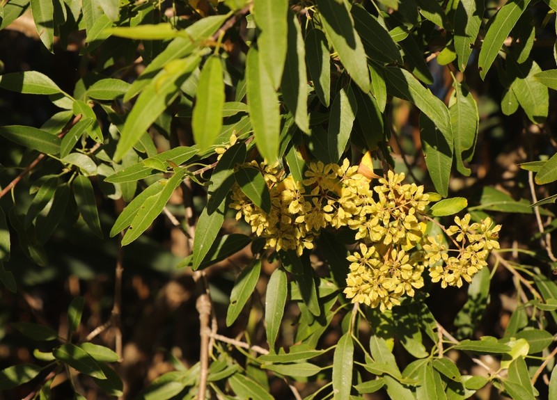 Heteromorpha arborescens photo 5