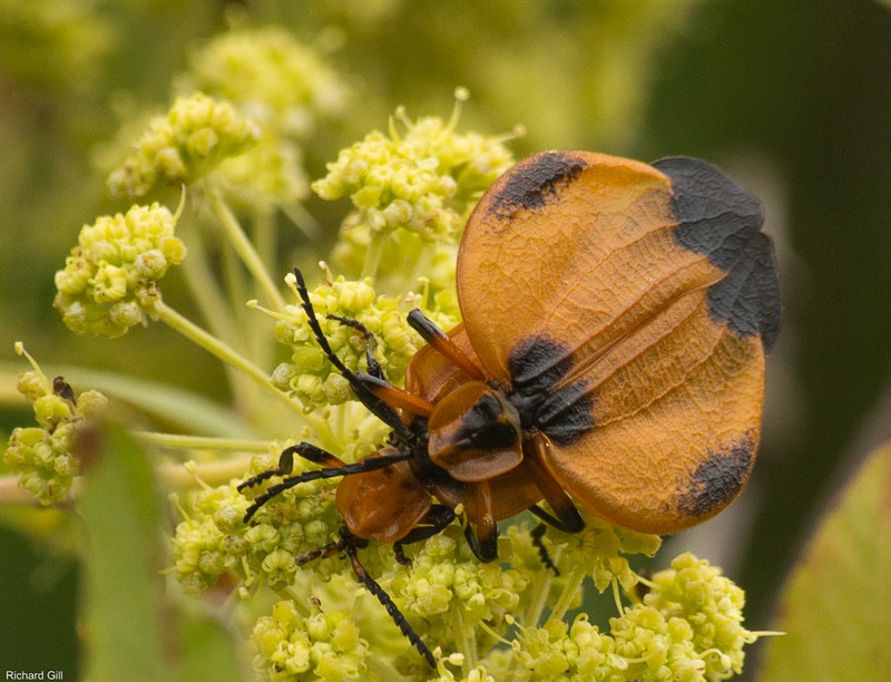 Heteromorpha arborescens photo 6