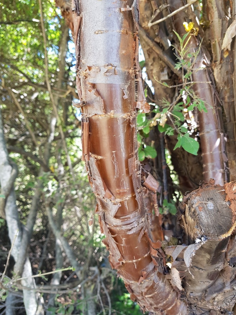 Heteromorpha arborescens photo 7
