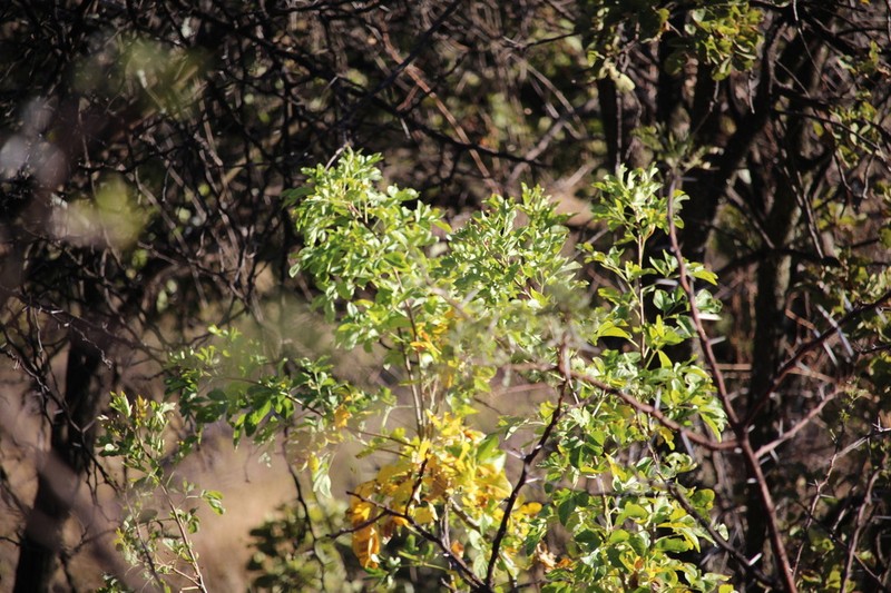 Heteromorpha arborescens photo 8