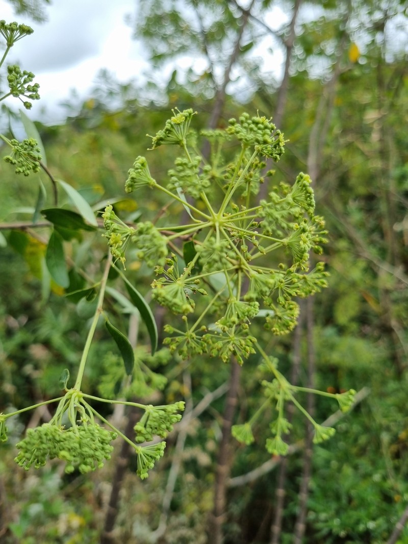 Heteromorpha arborescens var. arborescens