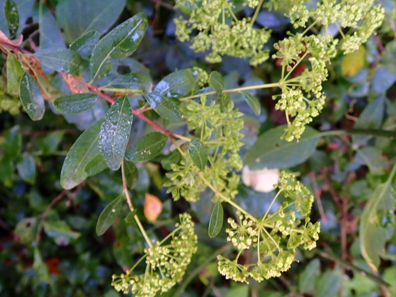 Heteromorpha arborescens var. arborescens photo 2
