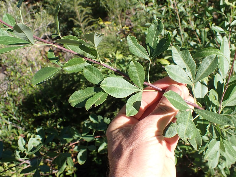 Heteromorpha arborescens var. arborescens photo 3
