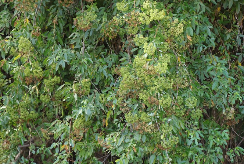 Heteromorpha arborescens var. arborescens photo 4