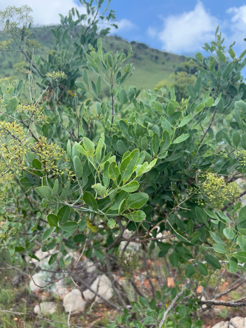 Heteromorpha arborescens var. frutescens