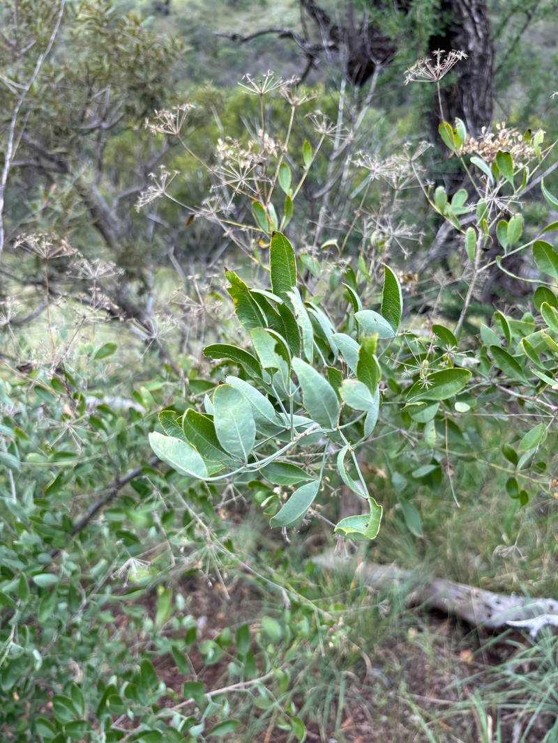 Heteromorpha arborescens var. frutescens photo 2