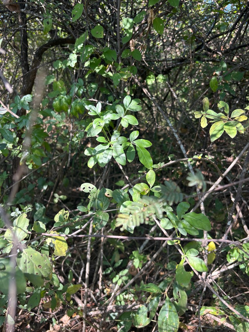 Heteromorpha arborescens var. frutescens photo 3